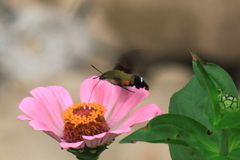 Macroglossum bombylans