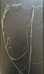 Aristida lanosa