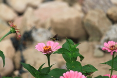 Macroglossum bombylans