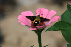 Macroglossum bombylans