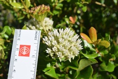 Asclepias curtissii