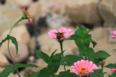 Macroglossum bombylans