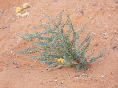 Phyllanthus parvulus