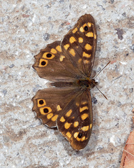 Pararge aegeria