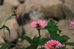 Macroglossum bombylans