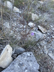 Agalinis edwardsiana