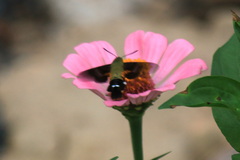 Macroglossum bombylans