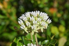 Asclepias curtissii