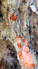 Tulasnella aurantiaca