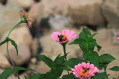 Macroglossum bombylans