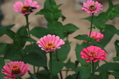 Zinnia elegans