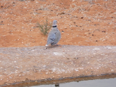 Streptopelia capicola damarensis
