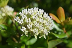 Asclepias curtissii