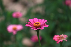 Zinnia elegans