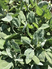 Atriplex micrantha