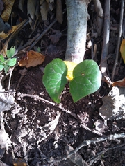 Jeffersonia diphylla
