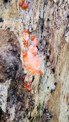 Tulasnella aurantiaca