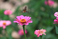 Macroglossum bombylans
