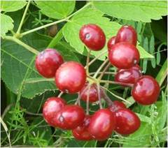 Actaea rubra