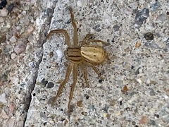 Xysticus