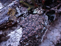 Psoraceae