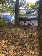 Odocoileus virginianus