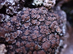 Psoraceae