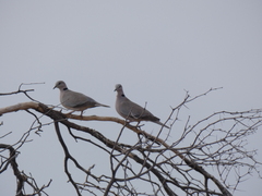 Streptopelia capicola damarensis