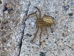 Xysticus