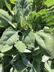 Atriplex micrantha