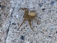 Xysticus