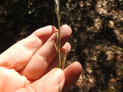 Aristida lanosa