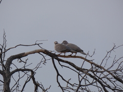 Streptopelia capicola damarensis