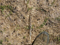 Phasianus colchicus