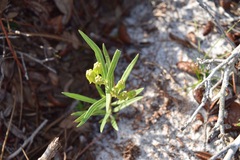 Asclepias pedicellata