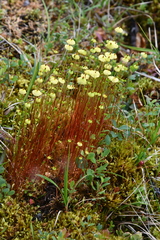 Splachnum luteum