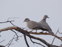 Streptopelia capicola damarensis