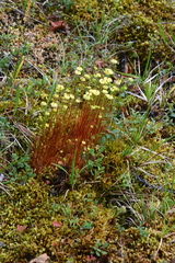 Splachnum luteum