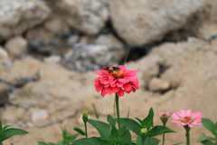 Macroglossum bombylans