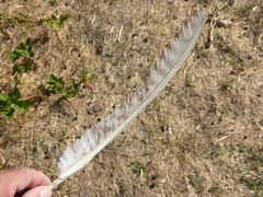 Phasianus colchicus