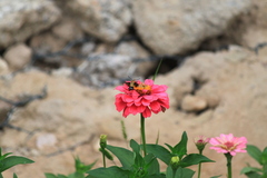 Macroglossum bombylans