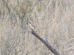 Plocepasser mahali mahali