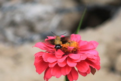Macroglossum bombylans