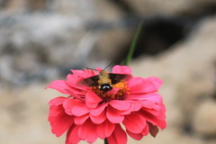 Macroglossum bombylans