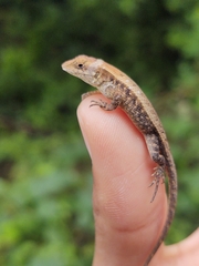 Sceloporus siniferus