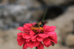 Macroglossum bombylans