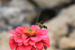 Macroglossum bombylans