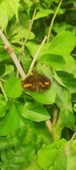 Taractrocerini