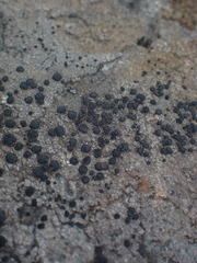Lecidella