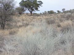 Calobota linearifolia